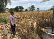 Polri Dukung Astacita, Polsek Merakurak Polres Tuban Turun Cek Tanaman Jagung Warga di Desa Temandang