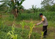 Bhabinkamtibmas Desa Sokogrenjeng Polsek Kenduruan Polres Tuban Turun Langsung Mengecek Tanaman Jagung Petani