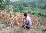 Polsek Montong Polres Tuban Turun Cek Tanaman jagung Warga di Desa Bringin