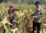 Polisi RW Polsek Senori Monitoring Tanaman Jagung Warga Desa Medalem
