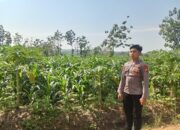 Polsek Singgahan Polres Tuban Turun Cek Tanaman jagung Warga di Desa Tingkis