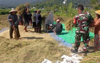 TNI Hadir di Sawah, Dukung Petani Wujudkan Swasembada Pangan