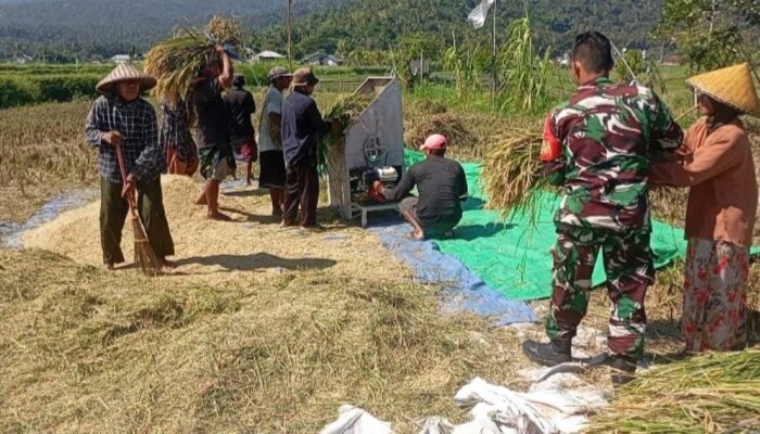 TNI Hadir di Sawah, Dukung Petani Wujudkan Swasembada Pangan