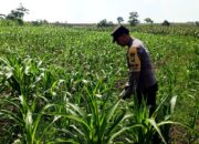 Dukung Program Astacita Presiden RI, Bhabinkamtibmas Polsek Grabagan Polres Tuban Terjun Langsung Cek Ketahanan Pangan Di Desa Grabagan