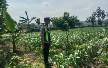 Polsek Singgahan Polres Tuban Turun Cek Tanaman jagung Warga di Desa Mulyoagung