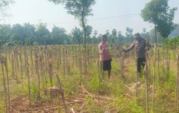 Bhabinkamtibmas Desa Kembangbilo Sambangi Petani Jagung, Perkuat Sinergi  Dukung Ketahanan Pangan