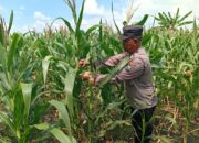 Polres Tuban Dukung Astacita Prabowo, Petugas Polmas Polsek Kenduruan Cek Langsung Tanaman Jagung Petani Desa Sidomukti