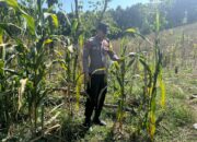 POLRI HADIR DUKUNG KETAHANAN PANGAN, POLSEK BANGILAN MONITORING TANAMAN JAGUNG MILIK WARGA