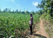 Polsek Tambakboyo Polres Tuban Turun Cek Tanaman jagung Warga di Desa Mander