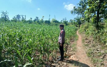 Polsek Tambakboyo Polres Tuban Turun Cek Tanaman jagung Warga di Desa Mander