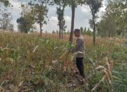 Polsek Montong Polres Tuban Turun Cek Tanaman jagung Warga di Desa Jetak