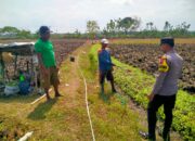 Bhabinkamtimas Polsek Senori Polres Tuban Menanam Jagung Bersama Warga Desa Wanglukulon Dukung Program Ketahanan Pangan