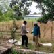 “Bhabinkamtibmas Turun ke Desa Binaan, Bantu Petani Tanam Jagung.”