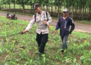 Polri Dukung Astacita, Polsek Merakurak Polres Tuban Turun Cek Tanaman Jagung Warga di Desa Tuwiri Kulon