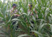 Dukung Program Astacita Presiden, Polsek Kenduruan Polres Tuban Turun Langsung Cek Tanaman Jagung Petani .
