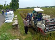 Bhabinkamtibmas Polsek Tuban Monitoring Panen Padi, Dukung Ketahanan Pangan Nasional