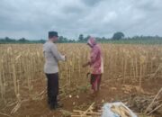 Polsek Plumpang Polres Tuban Turun Langsung Cek Tanaman Jagung Warga