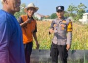 Dukung Astacita, Bhabinkamtibmas Polsek Widang Pendampingan Petani Jagung