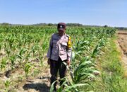 POLSEK BANGILAN DUKUNG KETAHANAN PANGAN MELALUI MONITORING TANAMAN JAGUNG DI WILAYAH HUKUM KECAMATAN BANGILAN