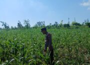 Polsek Tambakboyo Polres Tuban Turun Cek Tanaman jagung Warga di Desa Dikir