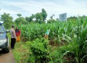 Polri Dukung Astacita, Polsek Semanding Polres Tuban Turun Cek Tanaman jagung milik Warga di Desa Semanding