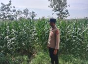 Polsek Singgahan Polres Tuban Turun Cek Tanaman jagung Warga di Desa Tingkis