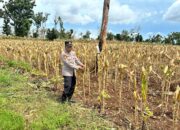Polri Dukung Astacita, Polsek Merakurak Polres Tuban Turun Cek Tanaman Jagung Warga di Desa Pongpongan