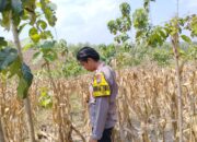 Polri Dukung Astacita, Bhabinkamtibmas Desa Ngawun Polsek Parengan Polres Tuban Cek Lokasi Tanaman Jagung milik warga Di Desa Ngawun Kec. Parengan