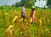 Bhabinkamtimas Desa Medalem Polsek Senori Polres Tuban Monitoring Tanaman Jagung Warga Binaan Guna Mendukung Program Ketahanan Pangan