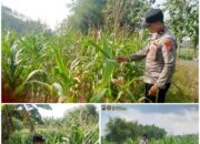 Polsek Soko polres Tuban Polda Jawa Timur Bergerak! Dukung Penuh Swasembada Pangan Presiden Prabowo Melalui Pendampingan Petani