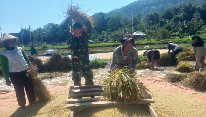 Cuaca Tak Bersahabat, Pendampingan Babinsa Jadi Penyemangat Petani