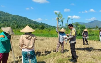 Polsek Gerung Pantau Produktivitas Lahan Pertanian di Babussalam