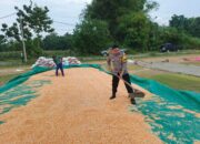 Dukung Ketahanan Pangan, Polsek Bancar Monitoring Panen dan Pengeringan Jagung di Desa Tergambang