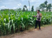 Polri Dukung Astacita, Polsek Palang Polres Tuban Turun Cek Tanaman jagung milik Warga di Desa Glodog