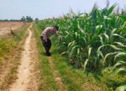 Kanit Binmas Polsek Tuban Monitoring Lahan Jagung di Desa Kembangbilo sebagai Wujud Dukungan Ketahanan Pangan