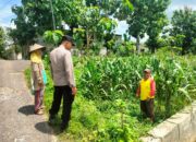 Polsek Jatirogo Polres Tuban lakukan sambang desa cek lahan produktif di Desa Kebonharjo