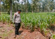 Polsek Montong Polres Tuban Turun Cek Tanaman jagung Warga di Desa Manjung
