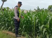Polri Dukung Astacita, Polsek Semanding Polres Tuban Turun Cek Tanaman jagung milik Warga di Desa Kowang