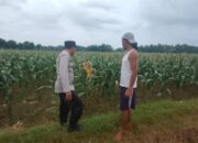 Polsek Plumpang Polres Tuban Turun Langsung Cek Tanaman Jagung Warga