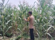 Polsek Singgahan Polres Tuban Turun Cek Tanaman jagung Warga di Desa Mulyorejo