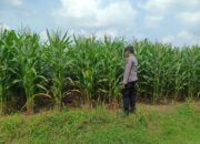 Polsek Tambakboyo Polres Tuban Turun Cek Tanaman jagung Warga di Desa Dikir