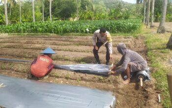 Cara Bhabinkamtibmas Sekotong Jaga Ketahanan Pangan Warga