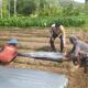 Cara Bhabinkamtibmas Sekotong Jaga Ketahanan Pangan Warga