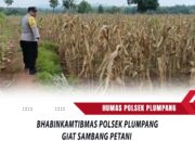 Polri Dukung Astacita, Polsek Rengel Polres Tuban Turun Cek Tanaman Jagung Warga di Desa Maibit
