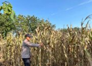 Polri Dukung Astacita, Polsek Merakurak Polres Tuban Turun Cek Tanaman Jagung Warga di Desa Tuwiri Wetan