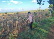 Polsek Montong Polres Tuban Turun Cek Tanaman jagung Warga di Desa Talangkembar