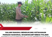 Polsek Singgahan Polres Tuban Turun Cek Tanaman jagung Warga di Desa Mulyoagun