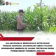 Polsek Singgahan Polres Tuban Turun Cek Tanaman jagung Warga di Desa Mulyoagun