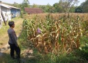 Polri Dukung Astacita, Bhabinkamtibmas Desa Cengkong Polsek Parengan Polres Tuban cek lokasi Tanaman Jagung milik warga di Desa Cengkong Kec. Parengan Kab. Tuban