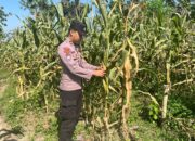 POLSEK BANGILAN DUKUNG PROGRAM KETAHANAN PANGAN MELALUI MONITORING TANAMAN JAGUNG